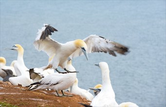 Northern gannet (Morus bassanus) (synonym: Sula bassana) with wings spread and feet stretched out