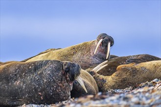 Flock of Walruses (Odobenus rosmarus) resting on a beach in the Arctic, Svalbard