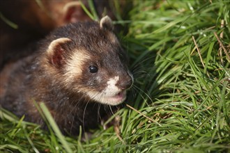 European polecat (Mustela putorius) adult animal in grassland, United Kingdom, Europe