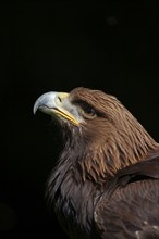 Golden eagle (Aquila chrysaetos) adult bird head portrait, England, United Kingdom, Europe