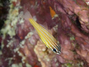 Golden-striped cardinalfish (Apogon cyanosoma), House Reef dive site, Mangrove Bay, El Quesir, Red