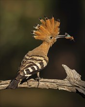 Hoopoe (Upupa epops) Bird of the Year 2022, male with Blue Band-winged Grasshopper (Oedipoda