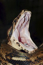 Emperor boa (Boa constrictor imperator) with open mouth, captive, occurring in Central and South