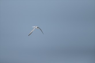 Little tern (Sternula albifrons) adult bird in flight against a blue sky, Suffolk, England, United