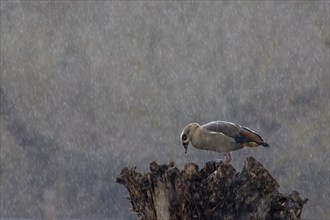 Egyptian goose (Alopochen aegyptiaca) adult bird on a tree stump during a rain storm, Suffolk,