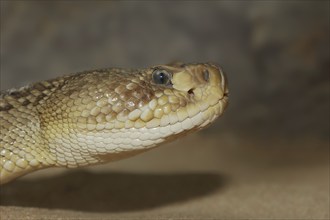 Mexican west coast rattlesnake (Crotalus basiliscus), portrait, captive, occurrence in Mexico