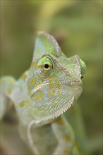 Veiled chameleon (Chamaeleo calyptratus), female, captive, occurring in the Arabian Peninsula