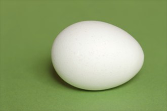 Domestic chicken (Gallus gallus domesticus), egg, hen's egg on green background