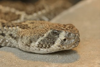 Texas rattlesnake or western diamondback rattlesnake (Crotalus atrox), captive, occurring in North