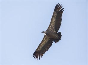 Griffon vulture (Gyps fulvus), Monfragüe National Park, Extremadura, Castilla La Mancha, Spain,