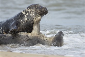 Grey seal (Halichoerus grypus) two adult animals courting and playing together in the surf of the