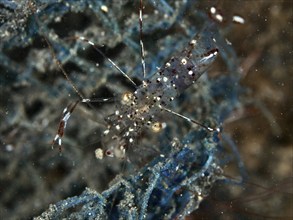 Transparent shrimp, Anton Bruun's cleaner shrimp (Urocaridella antonbruunii), on a blue net in the