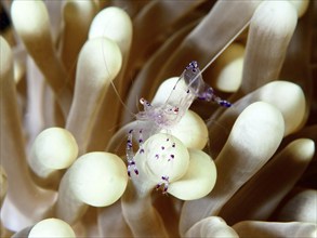 A transparent shrimp, saravati anemone partner shrimp (Ancylomenes sarasvati), tront on a