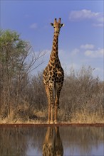 Southern giraffe (Giraffa camelopardalis giraffa), adult, at the water, Kruger National Park,