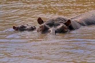 Hippopotamus (Hippopatamus amphibius), adult, juvenile, in water, social behaviour, portrait, Saint