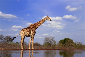 Southern giraffe (Giraffa camelopardalis giraffa), adult, at the water, Kruger National Park,