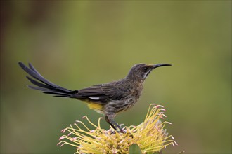 Cape Honeybird (Promerops cafer), adult, male, on flower, Protea, vigilant, Kirstenbosch Botanical