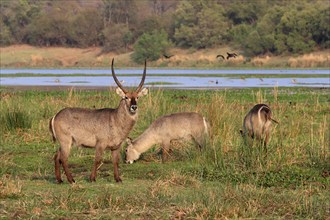 Ellipsen waterbuck (Kobus ellipsiprymnus), adult, male, female, group, foraging, vigilant, Kruger