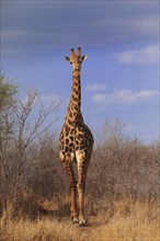 Southern giraffe (Giraffa camelopardalis giraffa), adult, at the water, Kruger National Park,