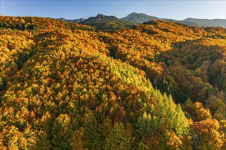 Aerial view of a mountain forest in front of mountains in autumn, sunny, Ohlstadt, view of