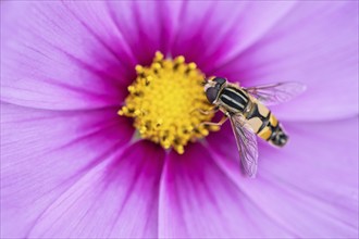 Large marsh hoverfly (Helophilus trivittatus) on Cosmee (Cosmos), Emsland, Lower Saxony, Germany,