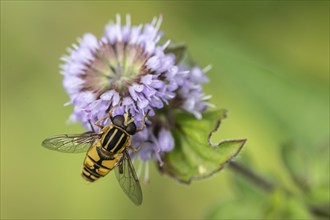 Dangling sunlover (Helophilus pendulus), Emsland, Lower Saxony, Germany, Europe