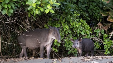 Baird's tapir (Tapirus bairdii), mother and young, in the rainforest, Corcovado National Park, Osa,