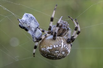 Marbled orb-weaver (Araneus marmoreus), Emsland, Lower Saxony, Germany, Europe