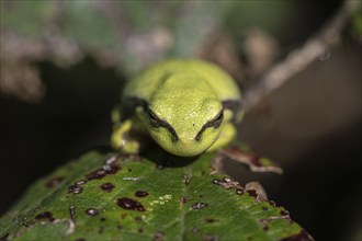 Tree frog (Hyla arborea), Lower Saxony, Germany, Europe