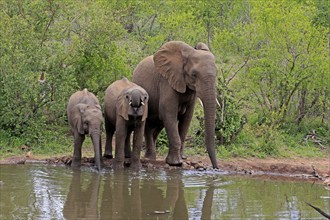 African elephant (Loxodonta africana), juvenile, mother, adult, female, mother with two juveniles,