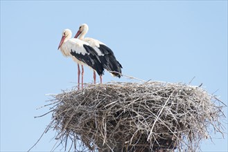 White storks (Ciconia ciconia) on the nest, Algarve, Portugal, Europe