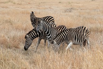 Burchell's zebra (Equus quagga burchelli), Burchell's zebra, adult, group, feeding, foraging,