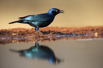 Red-shouldered Glossy Starling (Lamprotornis nitens), adult, at the water, alert, Kruger National