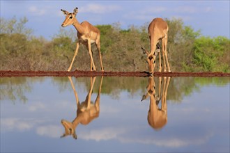 Black Heeler Antelope (Aepyceros melampus), adult, female, two, at the water, drinking, Kruger