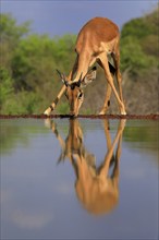 Black Heeler Antelope (Aepyceros melampus), young male, at the water, drinking, Kruger National