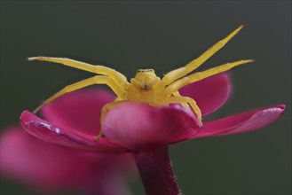 Close-up of a yellow Goldenrod crab spider (Misumena vatia) sitting on a pink flower, Hesse,