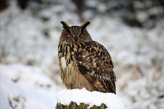 Eurasian Eagle-owl (Bubo bubo), adult on tree stump in winter, in the snow, vigilant, Zdarske