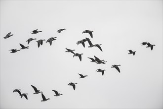 Bean geese (Anser fabalis), flying, Emsland, Lower Saxony, Germany, Europe