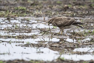 Steppe buzzard (Buteo buteo) with earthworm, Emsland, Lower Saxony, Germany, Europe