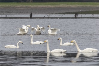 Tundra swans (Cygnus bewickii), fighting, Emsland, Lower Saxony, Germany, Europe