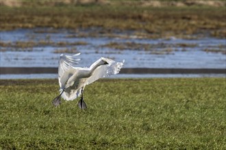 Tundra swan (Cygnus bewickii), landing, Emsland, Lower Saxony, Germany, Europe