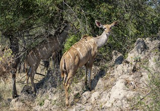 Greater Kudu (Tragelaphus strepsiceros), adult female, alert, Kruger National Park, South Africa,