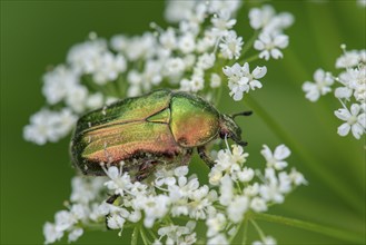 Rose chafer (Cetoniinae) on a flower, Bavaria, Germany, Europe