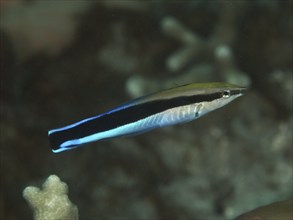 A black and blue false cleaner wrasse (Aspidontus taeniatus) swims in clear water over corals, dive