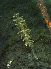 A jewellery filefish (Chaetodermis penicilligerus), filefish, swimming in an abandoned coral