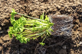 Agriculture, herb gardening, parsley plants, in a field, with a planting machine, planted in rows