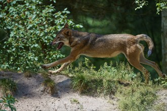 Gray wolf (Canis lupus), jumping in the forest, on a sandy hill, surrounded by green leaves and