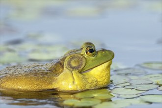 Bullfrog, Lithobates catesbeianus. A male bullfrog floating on a lake and calling when another male