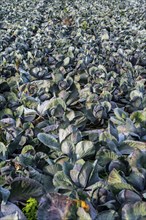 Red cabbage field, growing area in the south of Düsseldorf, Volmerswerth district, on the Rhine,