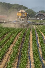 A maize field, with young plants, is fertilised with liquid manure, self-propelled slurry tanker,